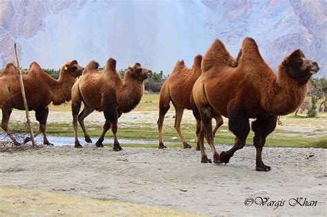 Bactrian Two Hump Camel Nubra Valley Ladakh 2 Vargis Khan