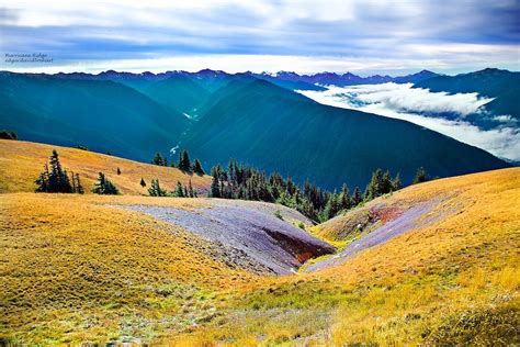 Hurricane Ridge Olympic National Park All You Need To Know Before