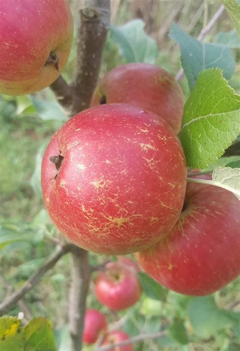 Fortune Apple Tree £2250 Dessert Apples Early Season Apple Trees