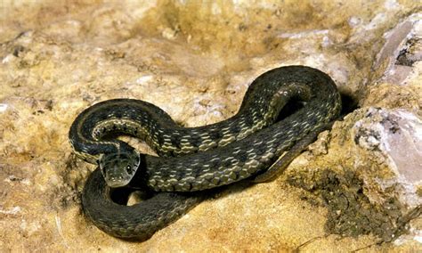 Checkered Garter Snake Animal Facts Thamnophis Marcianus A Z Animals