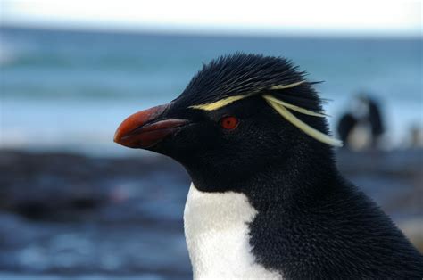 Filefalkland Islands Penguins 70 Wikimedia Commons