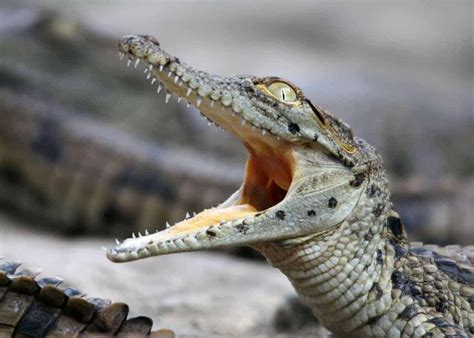 During the rainy season baby crocodiles can live in rain puddles and move onto larger waters as they grow. 31 Facts About Africa's Nile Crocodile (Crocodylus ...