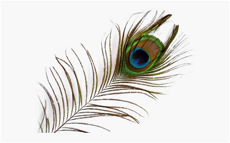 Peacock vector clipart and illustrations (9,957). Peacock Feather Png Transparent Images - Peacock Feather ...