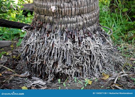 Root Of Coconut Tree Stock Photo Image Of Green Grow 134507138