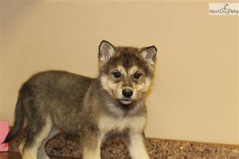 Wolf F4 Wolf Hybrid Puppy For Sale Near Omaha Council Bluffs