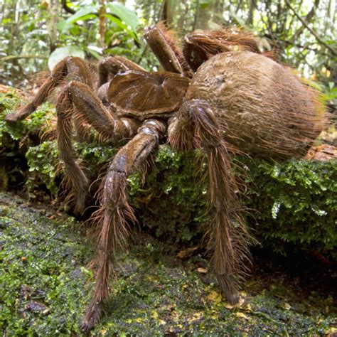 Fangs Goliath Birdeater Biggest Spider In The World Bmp Cyber