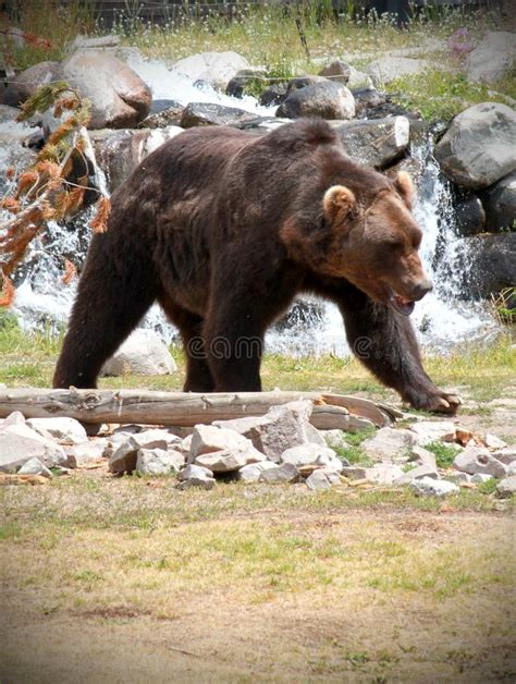 Colorado Yellowstone Grizzly Bear Ursus Arctos Horribilis In With