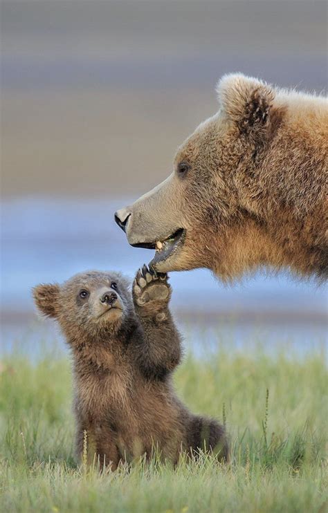 Grizzly Bear And Her Adorable Cub Baby Animals Pictures Cute Wild