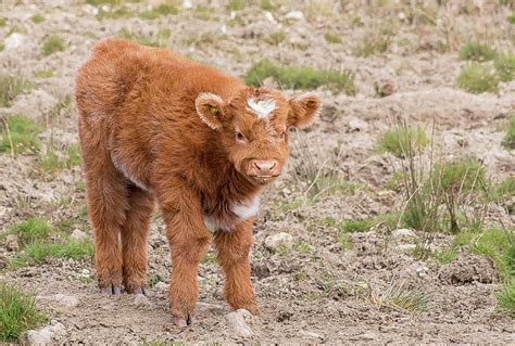 Baby Scottish Highland Cow Photograph By Haley Redshaw Pixels