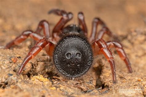 This Is A Cyclocosmia A Genus Of Cork Lid Trapdoor Spiders With A