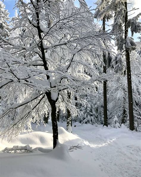 Pin By Mausi Reh On Winterbilder Winter Scenery Winter Scenes Scenery