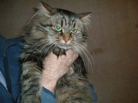 If you know of a pure bred norwegian forest cat that needs to be rescued, please inform the primary regional contact (listed on the about nfcfa officers page) by if you are interested on adopting, please fill our our adoption form to tell us more about you, so we can place you with the correct cat. Norwegian Forest Cat and Kitten Welfare and Rescue list