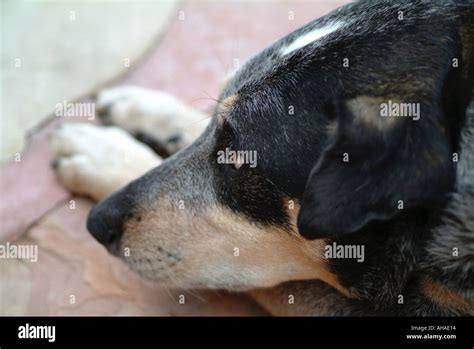 Sad Animals Hi Res Stock Photography And Images Alamy