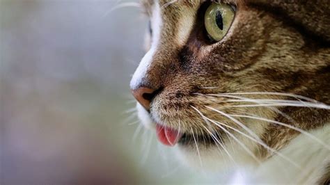 Esta Es La Verdadera Función De Los Bigotes De Los Gatos Mundo Del