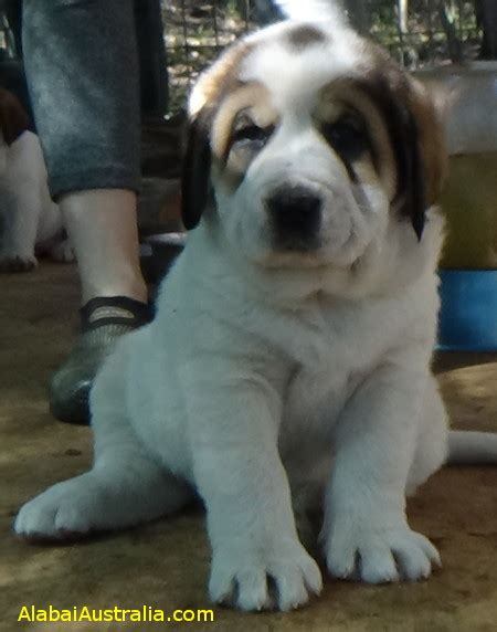Central asian shepherd puppies day in our kennel michigan. Alabai Australia - Central Asian Shepherd Dog (Alabai ...