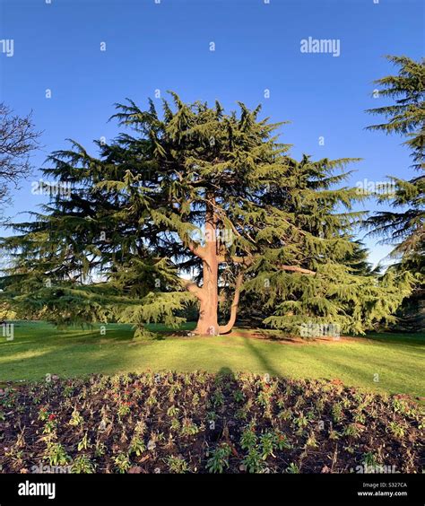 Cedar Tree Hi Res Stock Photography And Images Alamy