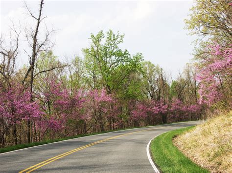8 Best Spring Road Trips In The Us To See Wildflowers