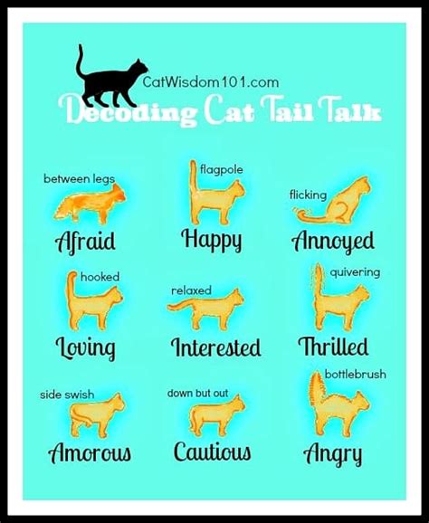 Domestic cats frequently use visual communication with their eyes, ears, mouths, tails, coats and body postures. Cat Tail Language: What Is Kitty Trying to "Tail" You ...