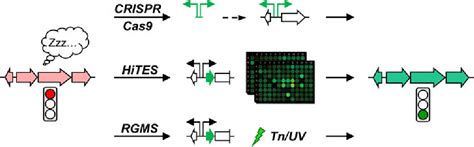 Figure 1 From Recent Advances In Activating Silent Biosynthetic Gene