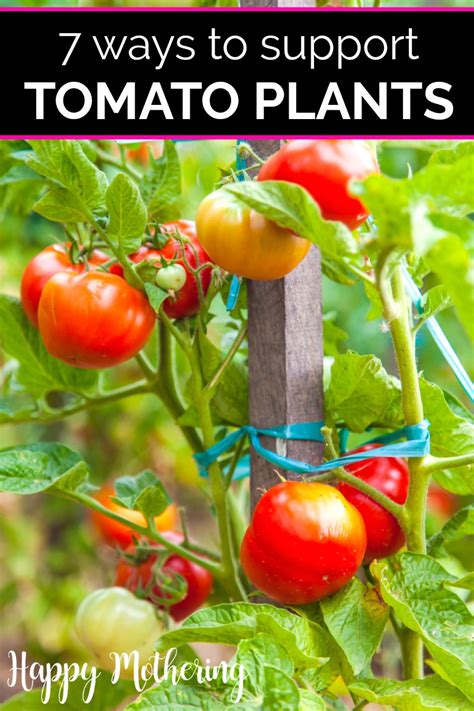 Whether Youre Growing Tomatoes In Your Garden Or In Pots The Hanging