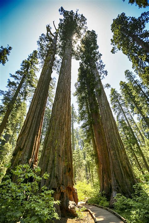 Hike along trails through two main groves of ancient giant sequoias. Calaveras Big Trees State Park, California