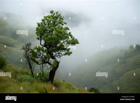 Protea Tree In A Misty Valley Ukhahlamba Drakensberg Park South