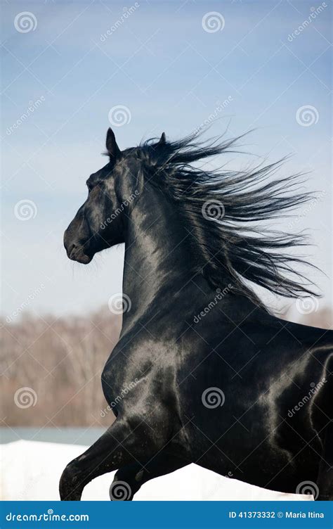 Black Stallion Stock Photo Image Of Strong Beauty Color 41373332