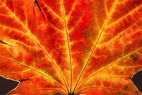 Maple Leaves In Fall Steven Vandervelde Photography
