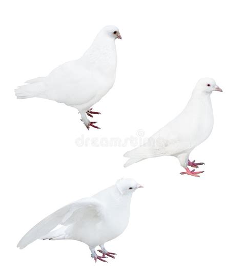 Three Pigeon Feathers On White Stock Photo Image Of Object Dove