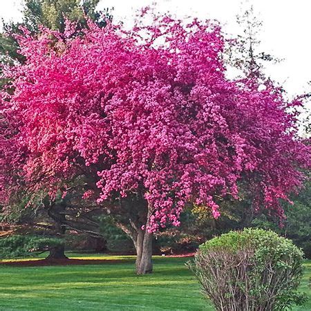 Kwanzan cherry has double pink flowers and is usually purchased and planted for this reason. Live Kwanzan Cherry Tree | Yoshino cherry tree, Garden ...