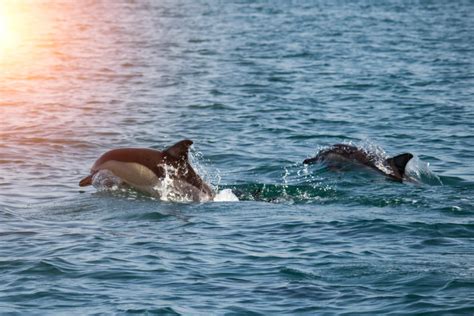 Delfinii Au Migrat Din Marea Neagră în Dunăre