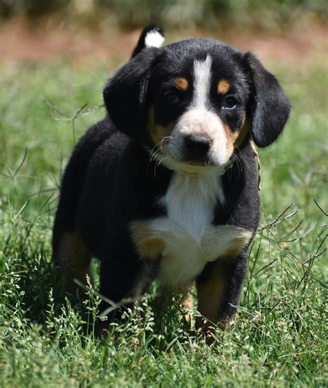 Greater Swiss Mountain And Entlebucher Puppies For Sale In Oklahoma