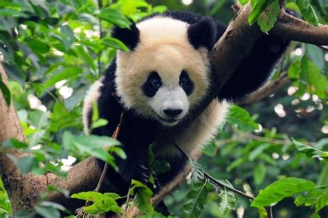 Where To See Giant Pandas In The World Endangered Giant Panda Panda