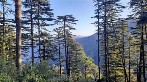 Deodar Tree The Wood Of The Gods Geography Host