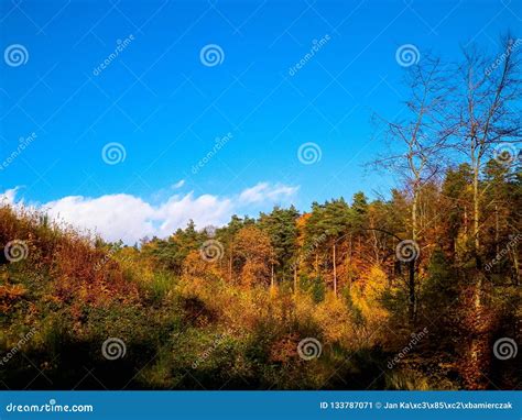 Autumnal Trees On Blue Sky Background Stock Image Image Of Nature