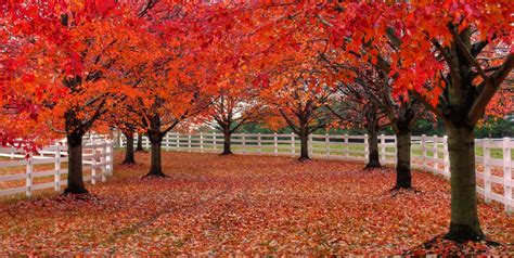 Red Trees Lwpf And A Path Lwpf Little White Picket Fence Flickr