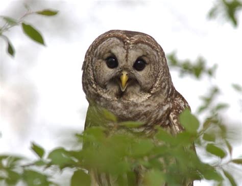Barred Owls Start Nesting In Tree Cavities In March Listen For Their