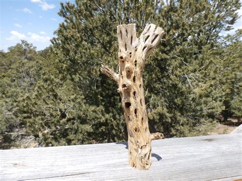 Cholla Cactus Skeleton Branch Craft Wood 8 X 3 Inch