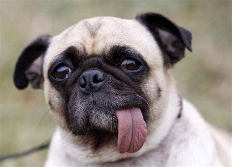We did not find results for: Carlin: photo du chien, prix, description de la race ...