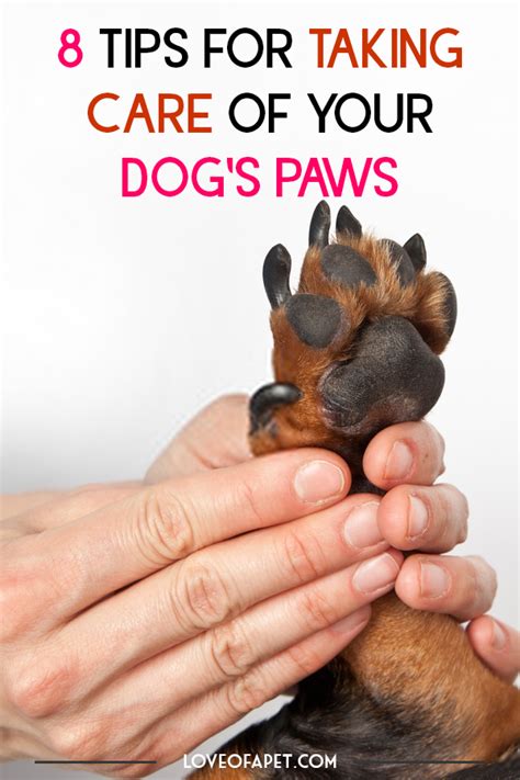 How To Care For Your Dogs Paws 8 Tips Love Of A Pet In 2020 Dry