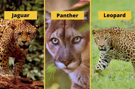 Jaguar Vs Leopard Vs Cheetah Vs Panther Vs Tiger Leopard Vs Jaguar Vs