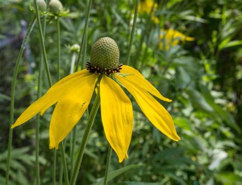 Gray Headed Coneflower Ratibida Pinnata Wildflower Seeds Pure Air