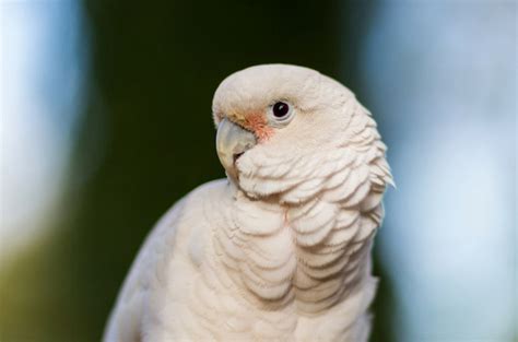 As a member, you receive 400+ pages of additional information. Goffin's Cockatoo