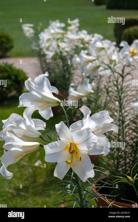 White Lilies Hi Res Stock Photography And Images Alamy