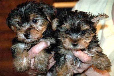 Related ads with more general searches 2 yorkie puppies for good homes now free