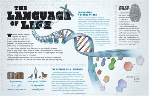 Dna—the Language Of Life Wall Chart Answers In Genesis