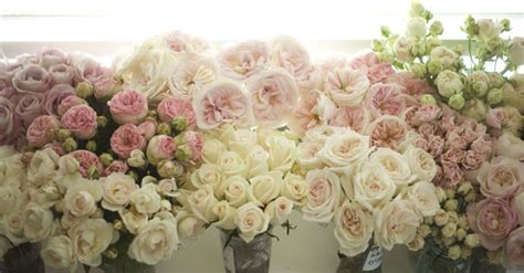 The Blush Pink Rose Study Flirty Fleurs The Florist Blog