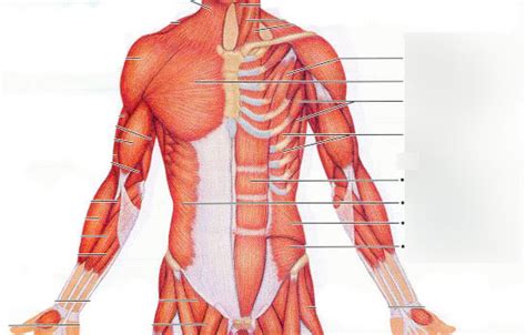 Lab Muscles Thorax Shoulder And Abdomen Anterior Diagram Quizlet