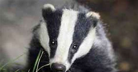 Badger Culling Is Set To Begin Daily Star