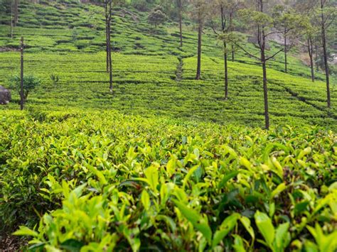 Closeup Photo Of Beautiful Tea Plantation On The Hills Of Sri Lanka